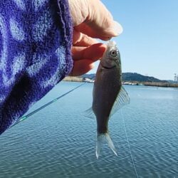 ホンモロコ釣り終盤